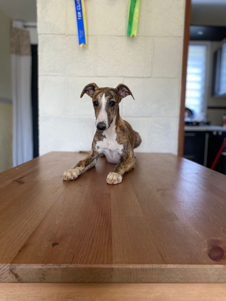 Of Lylyvrace's - Chiot disponible  - Whippet